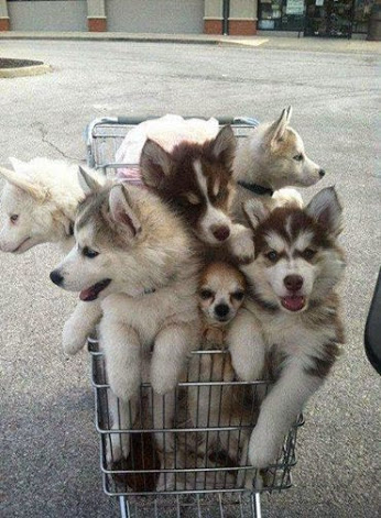 Shopping cart full of husky puppies with a Chihuahua bonus!