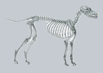 dog-skeleton