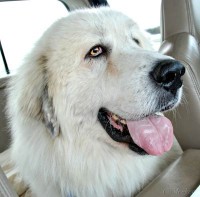 Quincy Great Pyrenees